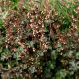 Heuchera 'Chinook'