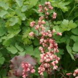 Heuchera 'Chinook'