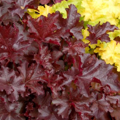 Heuchera 'Chocolate Ruffles'