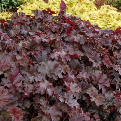 Heuchera 'Chocolate Ruffles'