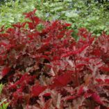 Heuchera 'Chocolate Ruffles'