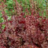 Heuchera 'Chocolate Ruffles'