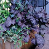 Heuchera 'Chocolate Veil'