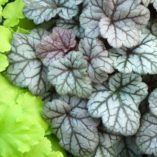 Heuchera 'Cinnabar Silver'