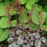 Heuchera 'Cinnabar Silver'