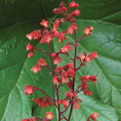 Heuchera 'Cinnabar Silver'