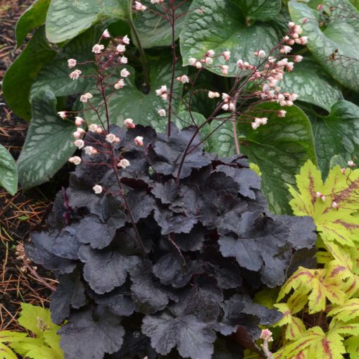 Heuchera LITTLE CUTIES™ 'Coco'