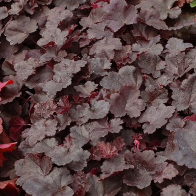 Heuchera LITTLE CUTIES™ 'Coco'