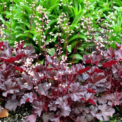 Heuchera LITTLE CUTIES™ 'Coco'