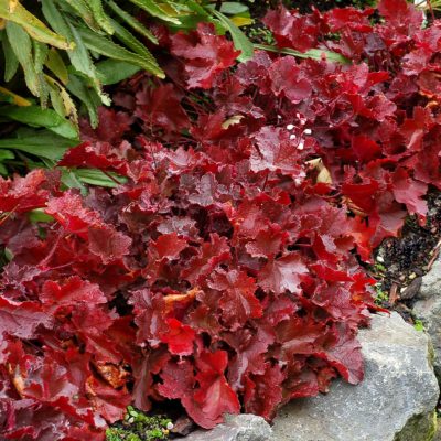 Heuchera LITTLE CUTIES™ 'Coco'