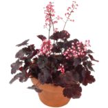 Heuchera LITTLE CUTIES™ 'Coco'