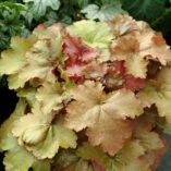 Heuchera 'Creme Brule'