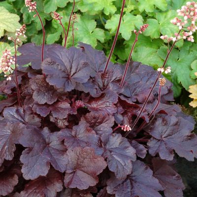 Heuchera 'Creole Nights'