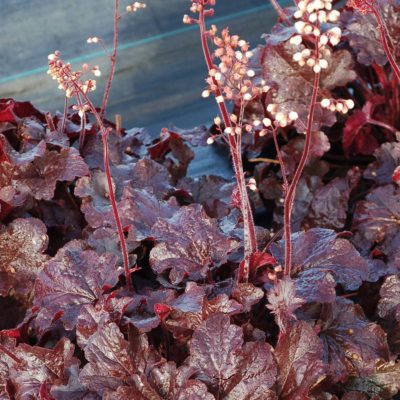 Heuchera 'Creole Nights'