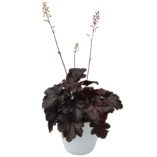 Heuchera 'Creole Nights'