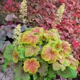 Heuchera 'Delta Dawn'