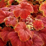 Heuchera 'Delta Dawn'