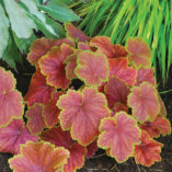 Heuchera 'Delta Dawn'