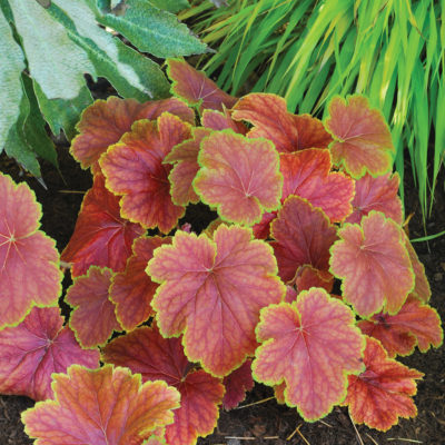 Heuchera 'Delta Dawn'