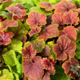 Heuchera 'Delta Dawn'