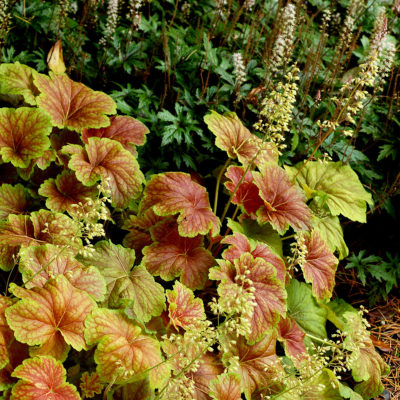 Heuchera 'Delta Dawn'