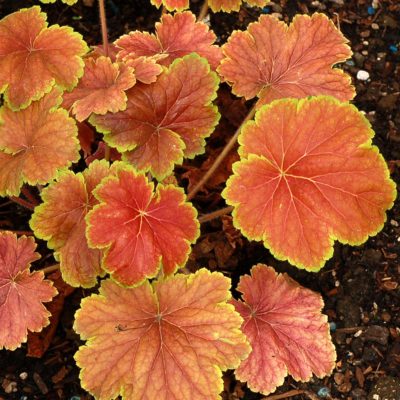 Heuchera 'Delta Dawn'