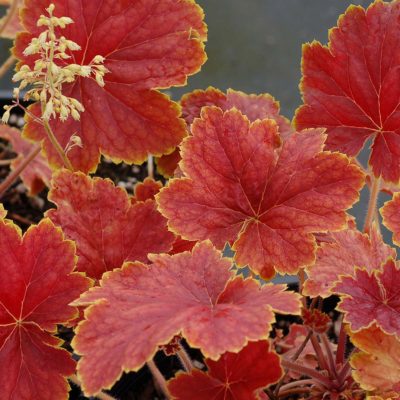 Heuchera 'Delta Dawn'