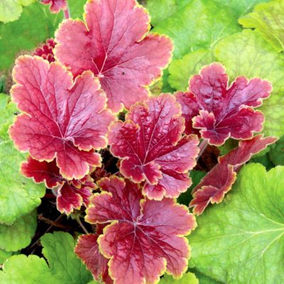 Heuchera 'Delta Dawn'