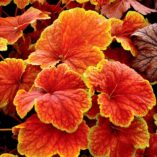 Heuchera 'Delta Dawn'