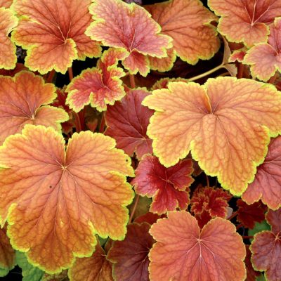 Heuchera 'Delta Dawn'