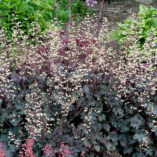 Heuchera 'Ebony & Ivory'