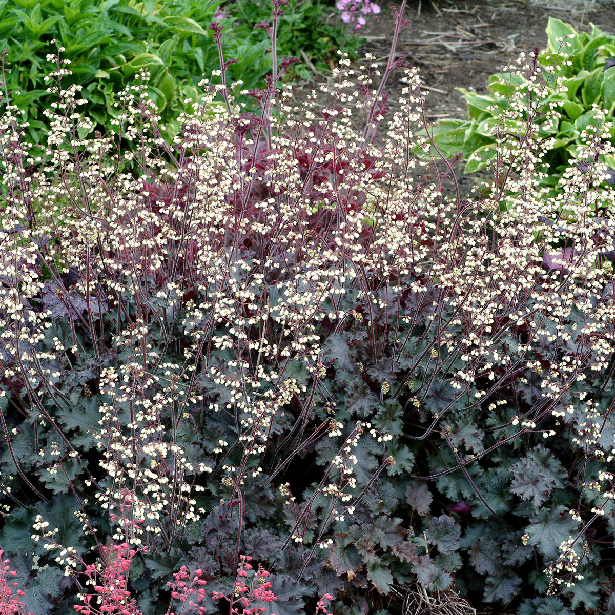 Heuchera 'Ebony & Ivory'