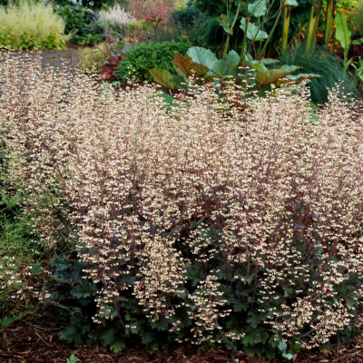 Heuchera 'Ebony & Ivory'