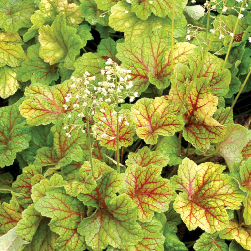 Heuchera 'Electra'