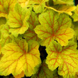 Heuchera 'Electra'