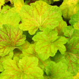 Heuchera 'Electra'