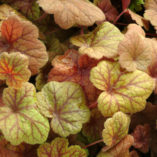 Heuchera 'Electra'