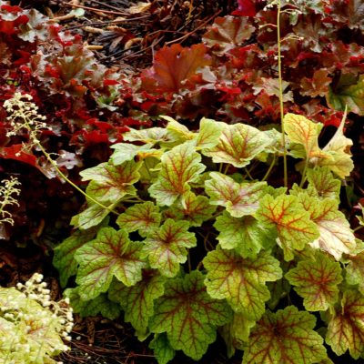 Heuchera 'Electra'