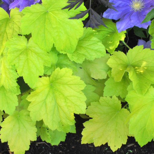 Heuchera 'Electric Lime'