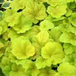 Heuchera 'Electric Lime'