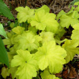 Heuchera 'Electric Lime'