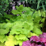 Heuchera 'Electric Lime'