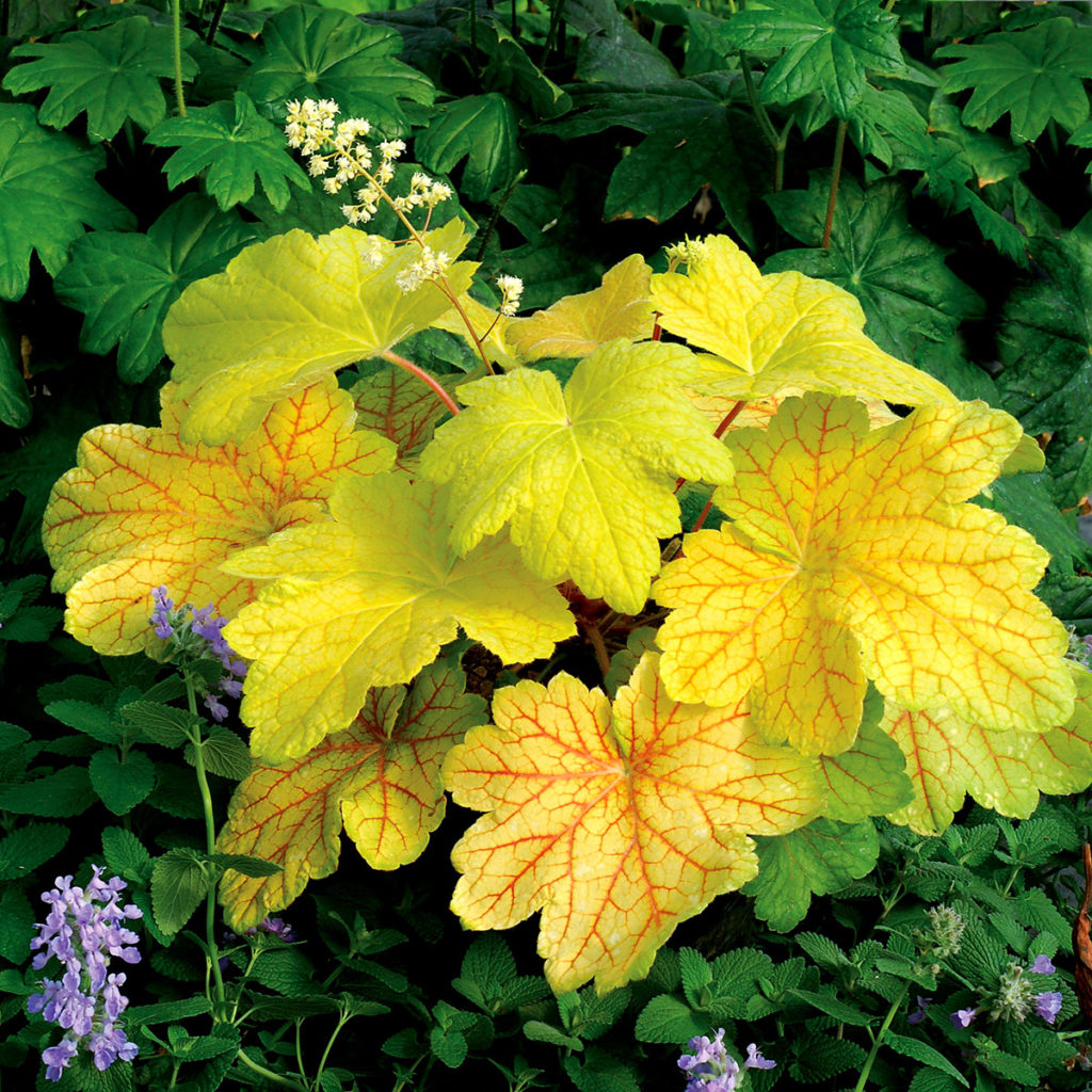 Heuchera ‘Electric Lime’ TERRA NOVA® Nurseries, Inc.