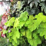 Heuchera 'Electric Lime'