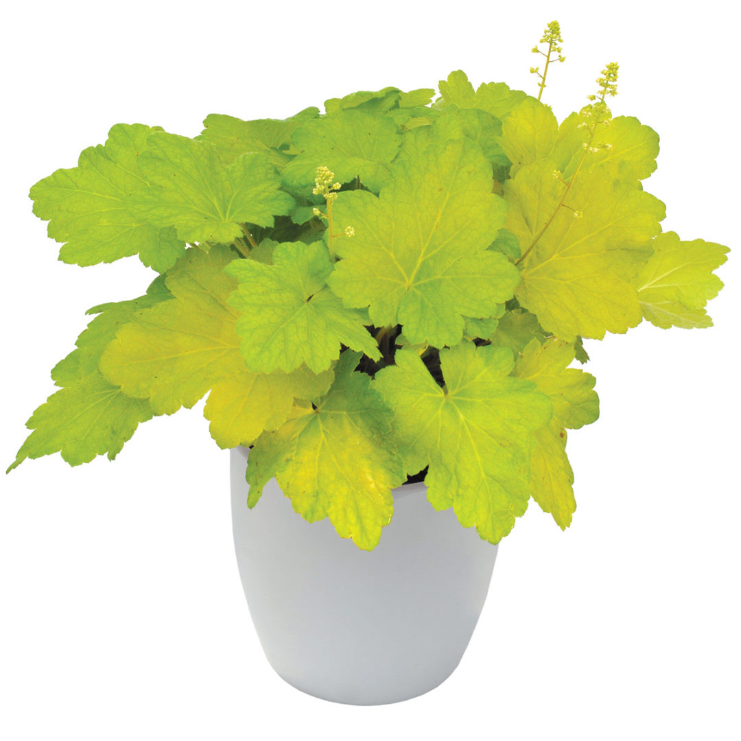 Heuchera ‘Electric Lime’ TERRA NOVA® Nurseries, Inc.