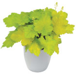 Heuchera 'Electric Lime'