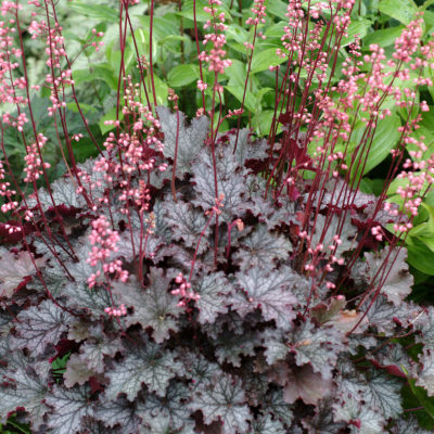 Heuchera 'Fandango'