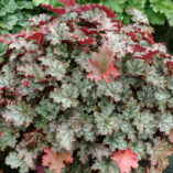 Heuchera 'Fandango'