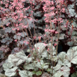 Heuchera 'Fantasia'