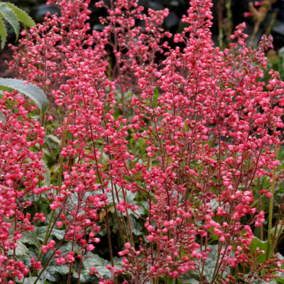 Heuchera 'Fantasia'